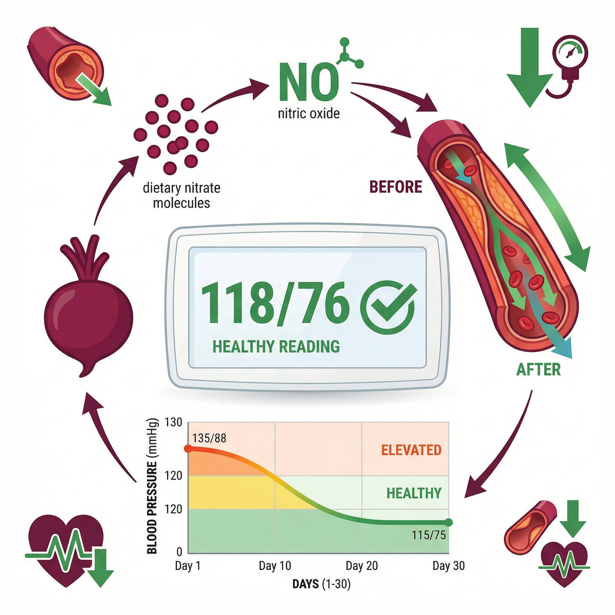 Blood Pressure Support You Can See